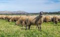 Lamb Prices Soar in Spain: Drought, Exports, and Inflation Squeeze Market