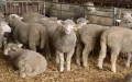 Lamb Prices Surge in France Ahead of Eid al-Adha Celebration