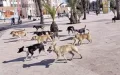 Lawyer Sues City After Vicious Stray Dog Attack Exposes Public Safety Failures