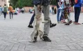 Marrakech Mayhem: Monkey Attack Sparks Tourist Safety Debate