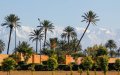 Marrakech Residents Outraged: Palm Tree Planting Sparks Climate Controversy