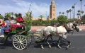Marrakech's Dark Side: Animal Rights Group Exposes Carriage Horse Abuse in Tourist Hotspot
