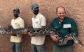 Massive 6.3-Meter Python Becomes Star Attraction at Morocco's Crocoparc Agadir