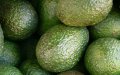 Moroccan Avocado Industry Faces 25% Loss Amid Heatwave, Exports Remain Steady