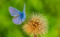 Moroccan Butterfly's Record-Breaking Genome Unlocks Cancer Insights