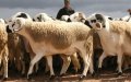 Moroccan Eid Al-Adha: Sardi Sheep Prices Drop Amid Health Crisis