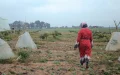 Moroccan Interior Minister Launches Crackdown on Billion-Dirham Land Theft Scandal