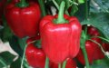 Moroccan Peppers Pulled from French Market Over Pesticide Concerns