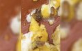 Moroccan Restaurant Scandal: Cockroach in Tagine Sparks Food Safety Outrage