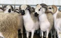 Moroccan Slaughterhouses Overwhelmed as Eid al-Adha Approaches Despite Royal Appeal