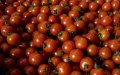 Moroccan Tomato Scare Debunked: EU Import Ban Proven False
