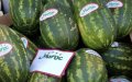 Moroccan Watermelon Exports Surge in EU Market, Challenging Spanish Dominance