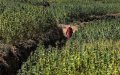 Morocco Aims to Dominate EU Medical Cannabis Market, Eyeing Billions in Revenue