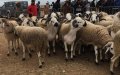 Morocco Bans Sheep Sales in Markets Ahead of Eid al-Adha, Prices Surge