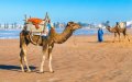 Morocco Beach Tourism Marred by Animal Attractions, Vacationers Complain