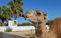 Morocco Braces for Extreme Heat Wave as Temperatures Near 50°C (122°F)