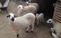 Morocco Discourages Sheep Sacrifice for Eid al-Adha Amid Drought Concerns