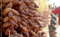 Morocco Dominates Tunisian Date Market: Imports 18% of Exports, Outpacing European Buyers