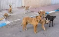 Morocco Intensifies Efforts to Combat Stray Dog Problem, Citing Public Health Concerns
