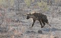 Morocco Jails Two for Killing Endangered Hyena in Viral Video