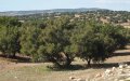 Morocco Launches 100-Hectare Argan Tree Planting Initiative in Tiznit Province