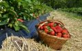 Morocco Launches Investigation into Hepatitis A in Exported Strawberries