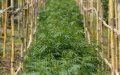 Morocco Launches Legal Medical Cannabis Cultivation Program