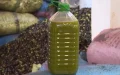 Morocco: Olive oil trafficking leads to prison