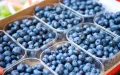 Morocco Skyrockets to 4th Largest Global Blueberry Exporter, Challenging Industry Giants