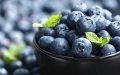 Morocco's Blueberry Exports to US Soar, Breaking Four-Year Record in Three Months