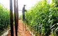 Morocco's Costly Gamble: Desalination Plants Quench Agricultural Thirst Amid Drought Crisis