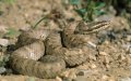 Morocco's Silent Killers: 25,000 Scorpion Stings Annually Threaten Rural Children
