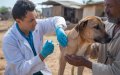 Morocco's Stray Dog Sterilization Plan Hits Snag as Vets Refuse to Participate