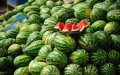 Morocco's Watermelon Boom Challenges European Market Despite Climate Hurdles