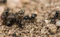 North African 'Super Ants' Swarm Across Europe, Alarming Scientists