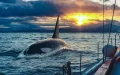 Orca Attacks in Gibraltar Strait Drop 40% After New Safety Measures