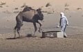 PETA Exposes Dark Side of Morocco's Camel Tourism: Abuse, Exploitation, and Premature Death