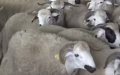 Rabat Sets Slaughter Prices for Eid al-Adha Celebration in Morocco