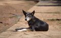 Rabies Case Confirmed in Moroccan Dog Entering Spanish Enclave of Melilla