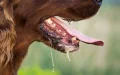 Rabies Outbreak Hits Melilla: Morocco's Deadly Dog Sparks Health Alert