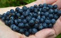 Russia Blocks Moroccan Blueberry Shipment Over Dangerous Pest Concerns