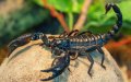 Scorpion and Snake Encounters Surge in Morocco as Summer Heat Intensifies