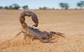 Scorpion Sting Deaths in Morocco Highlight Critical Antivenom Shortage