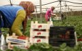 Spain Faces Agricultural Labor Shortage as Moroccan Seasonal Workers Depart