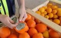 Spanish Police Bust Massive Cannabis Smuggling Operation Disguised as Orange Shipment