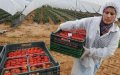 Spanish Strawberry Farms Face Labor Shortage as Morocco Closes Borders