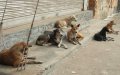 Stray Dog Packs Terrorize Moroccan City, Residents Demand Action