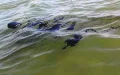 Toxic Tide: Industrial Sewage River Swamps Popular Beaches, Authorities Silent