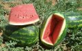 Water Crisis Looms as Foreign-Backed Watermelon Farms Drain Morocco's Drought-Stricken Aquifers