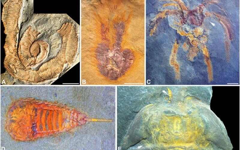 480-Million-Year-Old Social Behavior Discovered in Moroccan Fossils